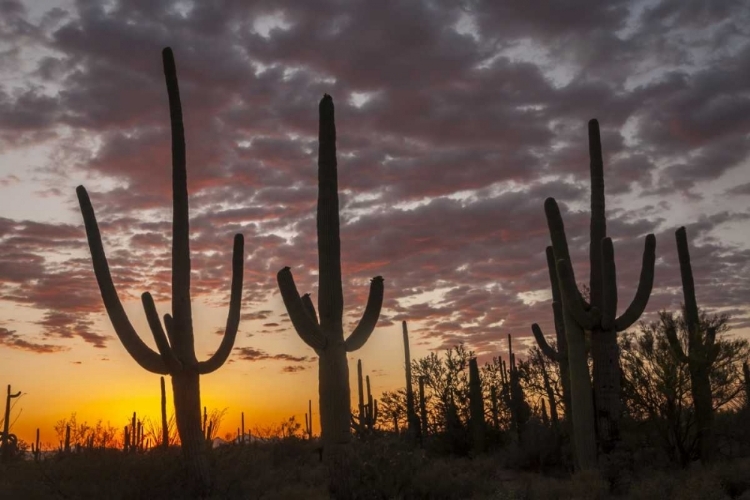 Picture of ARIZONA, SAGUARO NP SUNSET ON DESERT LANDSCAPE