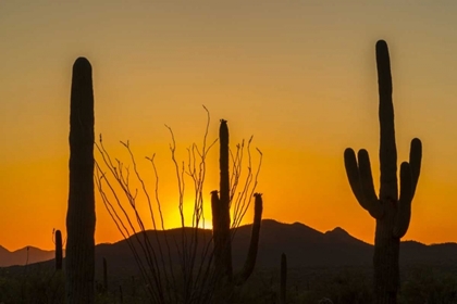 Picture of ARIZONA, SAGUARO NP SUNSET ON DESERT LANDSCAPE