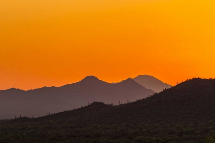 Picture of ARIZONA, SAGUARO NP TUCSON MOUNTAINS AT SUNSET