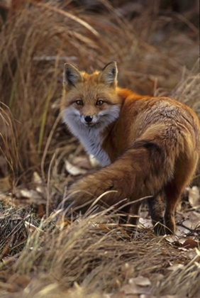 Picture of COLORADO, JEFFERSON COUNTY CLOSE-UP OF RED FOX