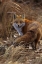Picture of COLORADO, JEFFERSON COUNTY CLOSE-UP OF RED FOX