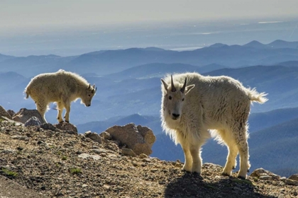 Picture of COLORADO, MT EVANS MOUNTAIN GOATS AND SCENERY