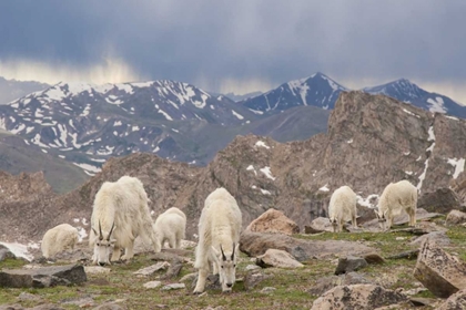 Picture of COLORADO, MT EVANS MOUNTAIN GOAT HERD GRAZING