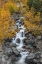 Picture of COLORADO CASCADING CREEK IN SAN JUAN MOUNTAINS