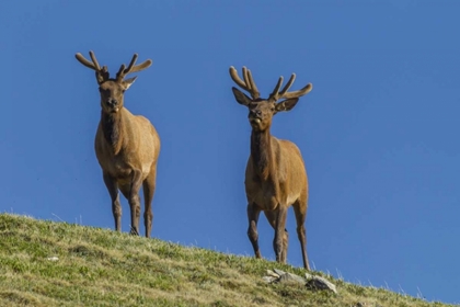 Picture of COLORADO, ROCKY MOUNTAIN NP BULL ELKS ON RIDGE