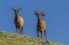 Picture of COLORADO, ROCKY MOUNTAIN NP BULL ELKS ON RIDGE