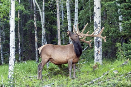 Picture of COLORADO, ROCKY MOUNTAIN NP BULL ELK IN FOREST