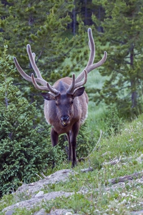 Picture of COLORADO, ROCKY MOUNTAIN NP BULL ELK IN FOREST