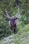 Picture of COLORADO, ROCKY MOUNTAIN NP BULL ELK IN FOREST