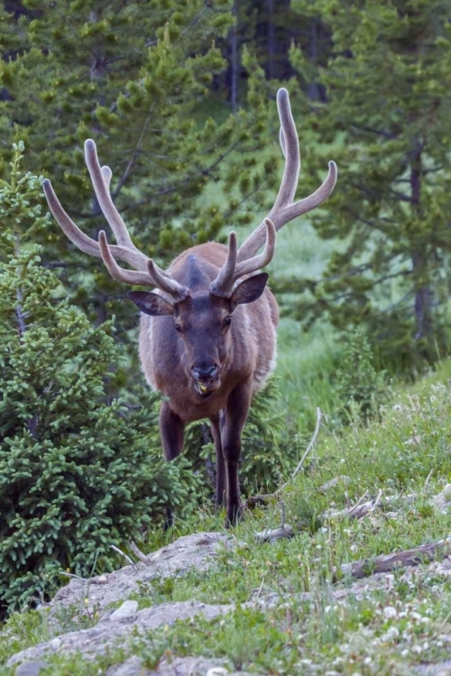 Picture of COLORADO, ROCKY MOUNTAIN NP BULL ELK IN FOREST