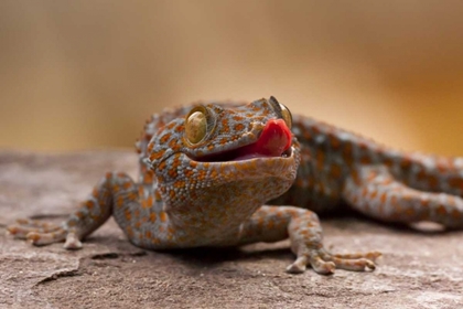 Picture of NORTH CAROLINA CLOSE-UP OF TOKAY GECKO ON ROCK