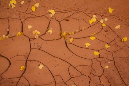 Picture of UTAH, CAPITOL REEF CRACKED MUD AND FALL LEAVES