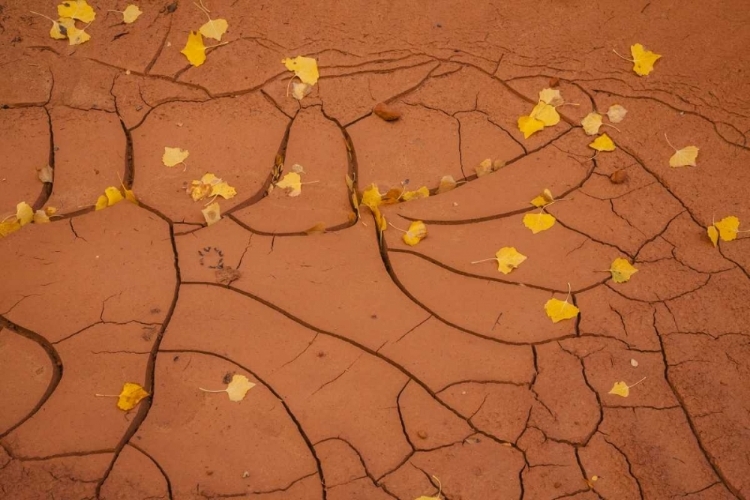 Picture of UTAH, CAPITOL REEF CRACKED MUD AND FALL LEAVES