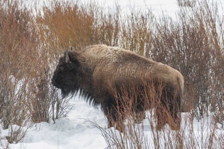 Picture of WYOMING, YELLOWSTONE NP BISON STANDING IN SNOW