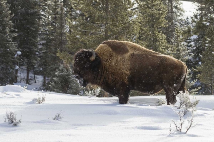 Picture of WYOMING, YELLOWSTONE NP BISON STANDING IN SNOW