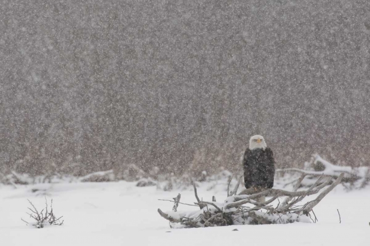 Picture of ALASKA, CHILKAT RIVER BALD EAGLE IN SNOW STORM