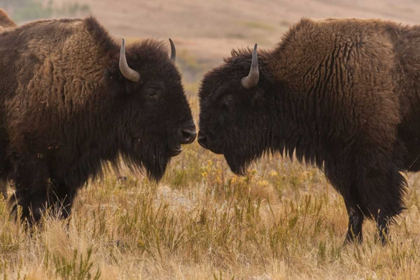 Picture of SOUTH DAKOTA, CUSTER SP TWO BISON FACE-TO-FACE