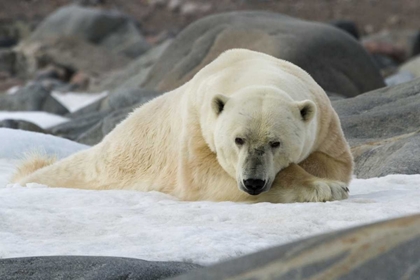 Picture of NORWAY, SVALBARD POLAR BEAR LYING ON SNOW