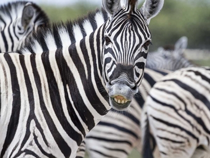 Picture of NAMIBIA, ETOSHA NP ZEBRA LOOKING AT CAMERA