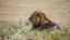 Picture of NAMIBIA, ETOSHA NP ADULT MALE LION RESTING