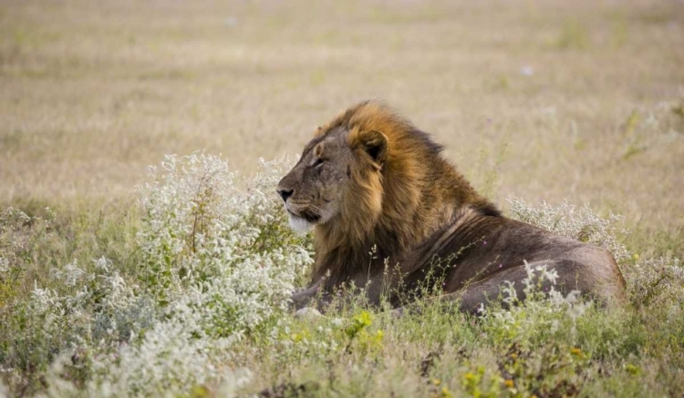 Picture of NAMIBIA, ETOSHA NP ADULT MALE LION RESTING
