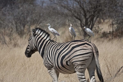 Picture of NAMIBIA, ETOSHA NP ZEBRA WITH THREE EGRETS