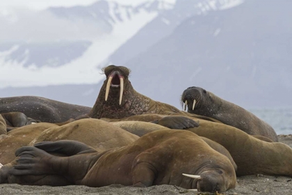 Picture of NORWAY, SVALBARD GROUP OF WALRUSES RESTING