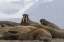 Picture of NORWAY, SVALBARD GROUP OF WALRUSES RESTING