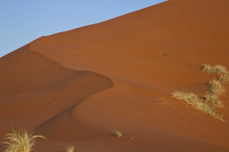 Picture of NAMIBIA, NAMIB DESERT, GRASSES ON SAND DUNE