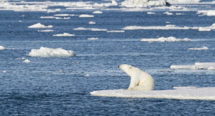 Picture of NORWAY, SVALBARD POLAR BEAR SITTING IN SUN