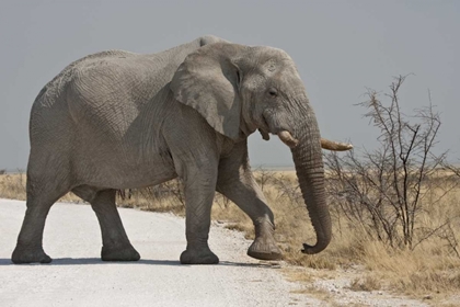 Picture of NAMIBIA, ETOSHA NP ELEPHANT CROSSING A ROAD
