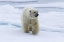 Picture of NORWAY, SVALBARD POLAR BEAR WALKING ON SNOW