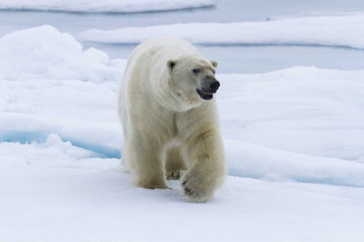 Picture of NORWAY, SVALBARD POLAR BEAR WALKING ON SNOW