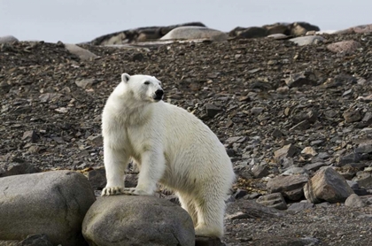 Picture of NORWAY, SVALBARD POLAR BEAR ON ROCKY GROUND