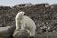 Picture of NORWAY, SVALBARD POLAR BEAR ON ROCKY GROUND