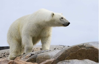 Picture of NORWAY, SVALBARD POLAR BEAR ON ROCKY GROUND