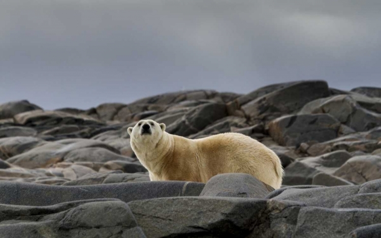 Picture of NORWAY, SVALBARD POLAR BEAR ON ROCKY GROUND