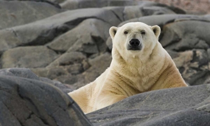 Picture of NORWAY, SVALBARD POLAR BEAR ON ROCKY GROUND