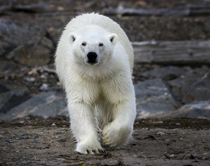 Picture of NORWAY, SVALBARD POLAR BEAR ON ROCKY GROUND