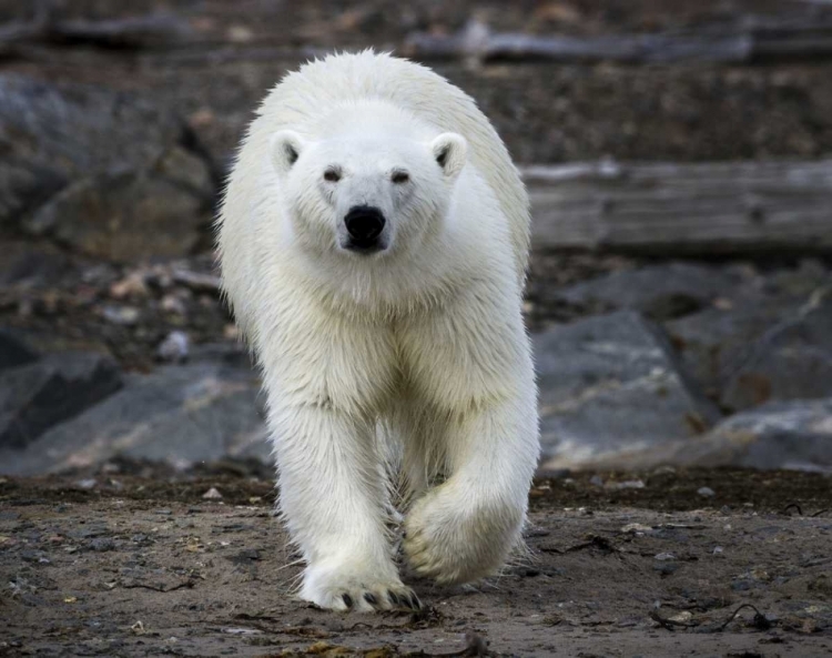 Picture of NORWAY, SVALBARD POLAR BEAR ON ROCKY GROUND