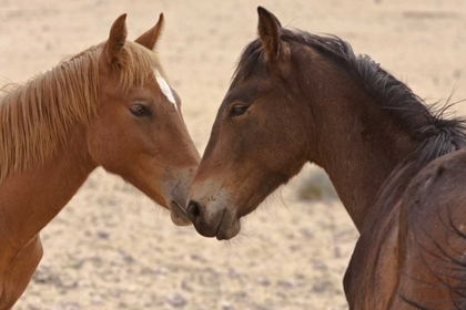 Picture of NAMIBIA, GARUB FERAL HORSE HERD TOUCH NOSES