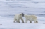 Picture of NORWAY, SVALBARD TWO POLAR BEARS ON SEA ICE