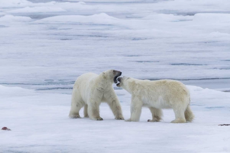 Picture of NORWAY, SVALBARD TWO POLAR BEARS ON SEA ICE