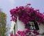 Picture of GREECE, MYKONOS, HORA BOUGAINVILLEA FLOWERS
