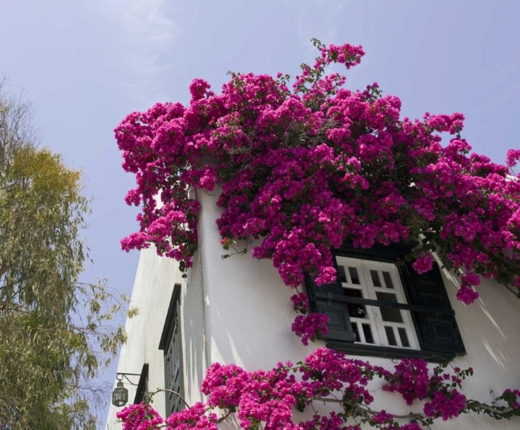 Picture of GREECE, MYKONOS, HORA BOUGAINVILLEA FLOWERS