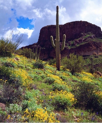 Picture of ARIZONA, ORGAN PIPE CACTUS NM FLOWERS AND CACTI