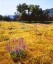 Picture of CALIFORNIA, CUYAMACA RANCHO SP FLOWER LANDSCAPE