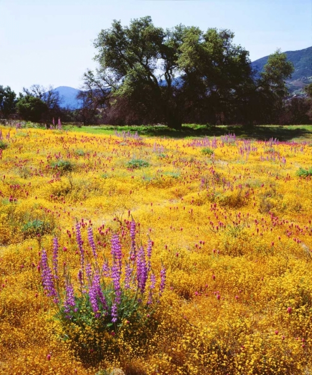 Picture of CALIFORNIA, CUYAMACA RANCHO SP FLOWER LANDSCAPE