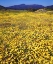 Picture of CALIFORNIA, CUYAMACA RANCHO SP FLOWER LANDSCAPE