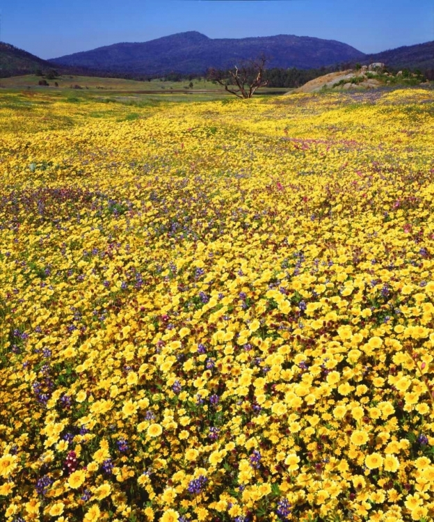 Picture of CALIFORNIA, CUYAMACA RANCHO SP FLOWER LANDSCAPE